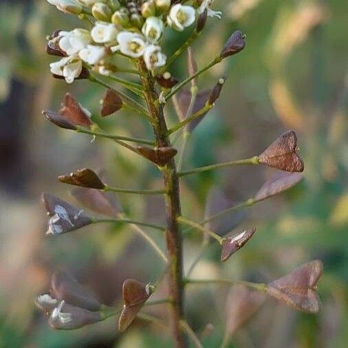Capsella bursa-pastoris 花
