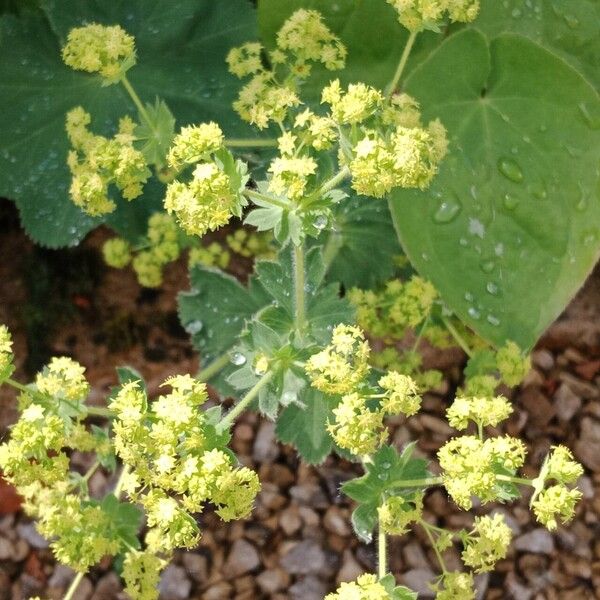 Alchemilla mollis Çiçek