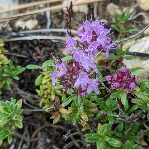 Thymus dolomiticus Květ