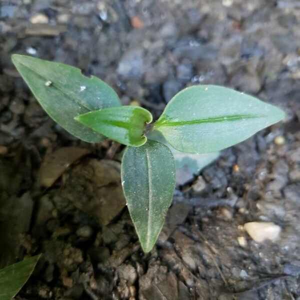 Commelina diffusa Blad