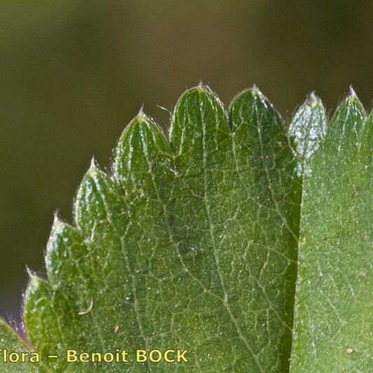 Alchemilla subcrenata Feuille