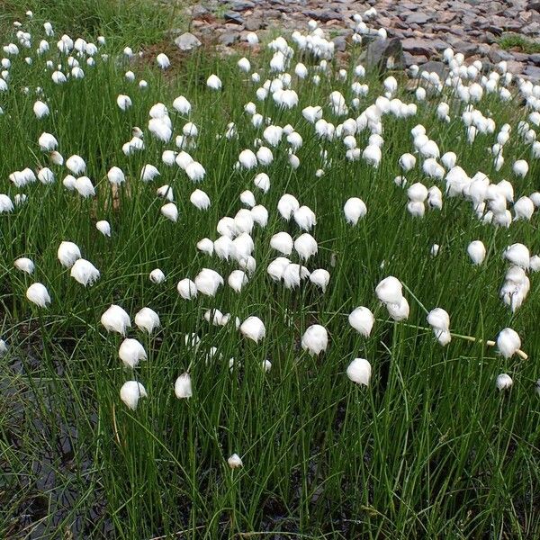 Eriophorum scheuchzeri 整株植物