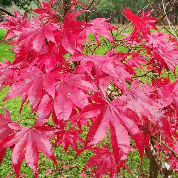 Acer palmatum Folla