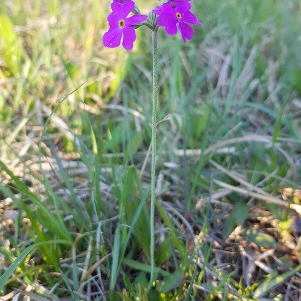 Primula farinosa फूल