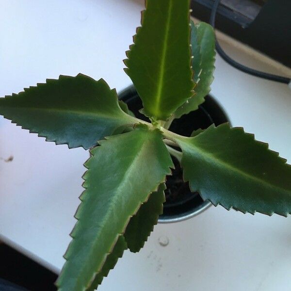 Kalanchoe daigremontiana برگ