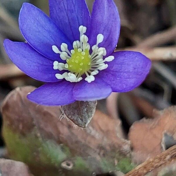 Hepatica nobilis Flower