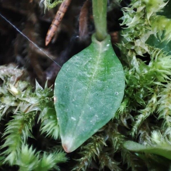 Goodyera repens Blad