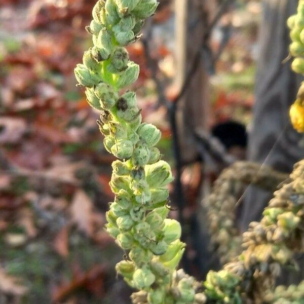 Verbascum densiflorum Fruit