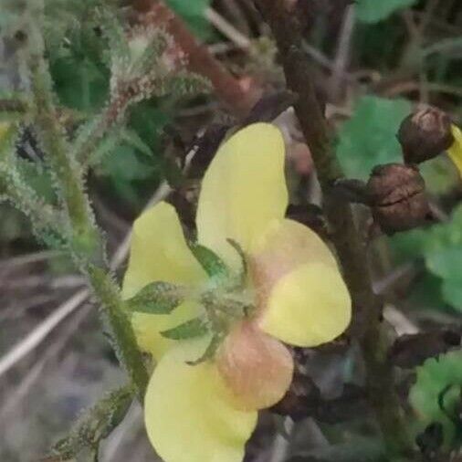 Verbascum sinuatum Цвят