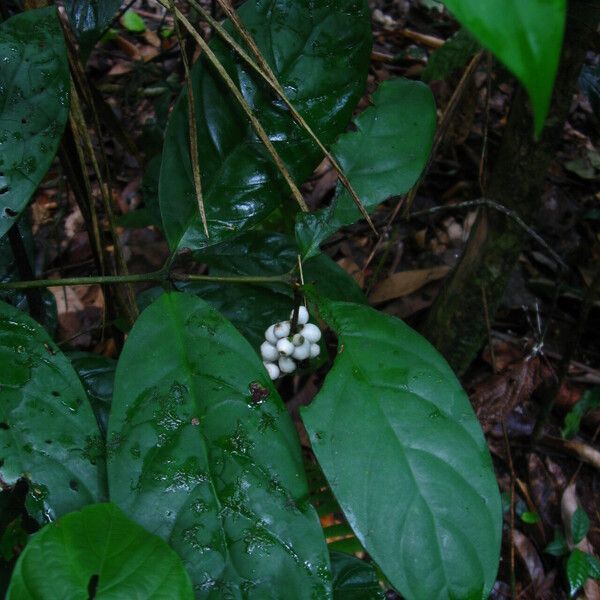 Bertiera iturensis Leaf