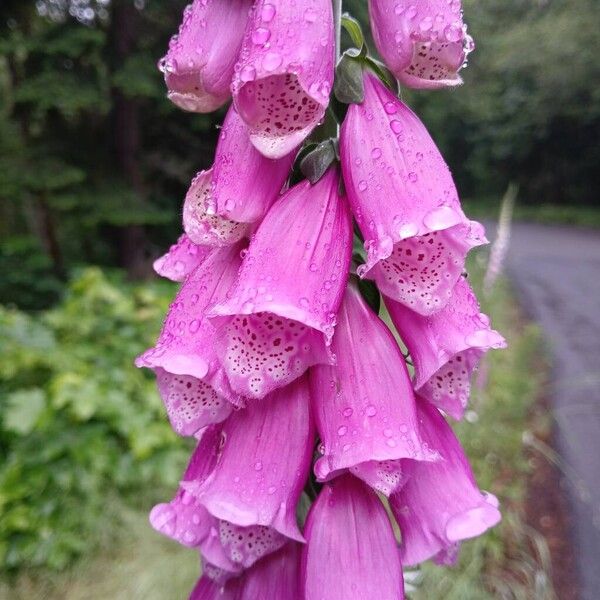 Digitalis thapsi Flower