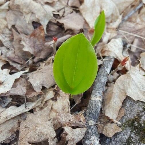 Maianthemum canadense Лист