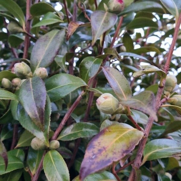 Camellia sasanqua Tervik taim