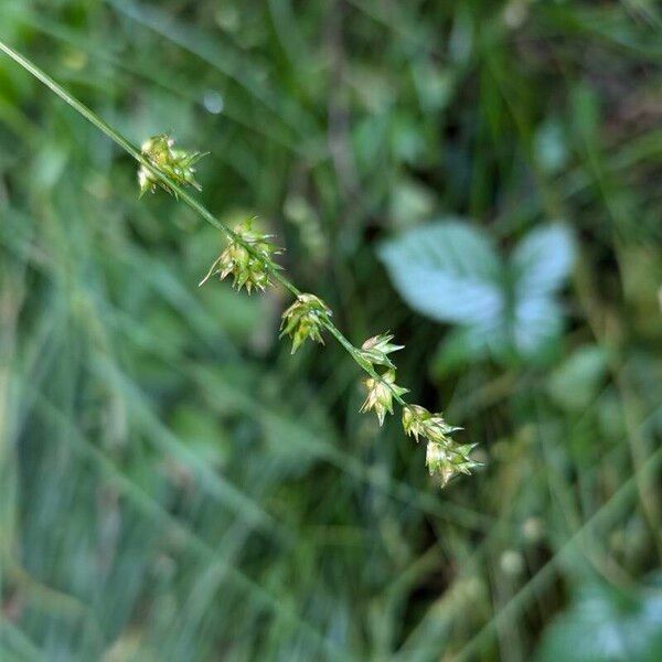 Carex divulsa Фрукт