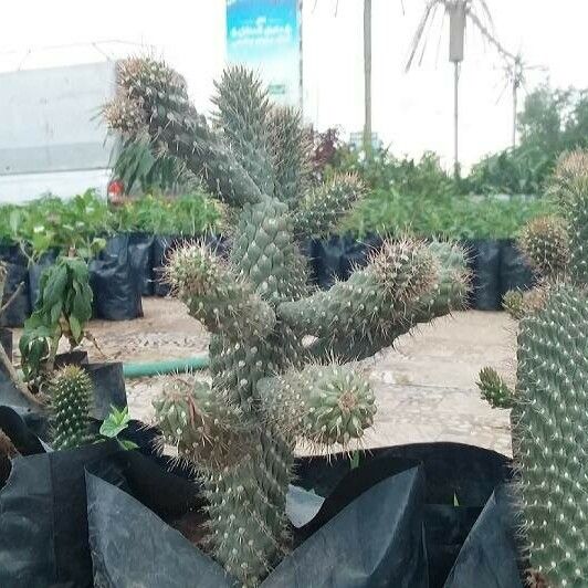 Cylindropuntia fulgida Folha