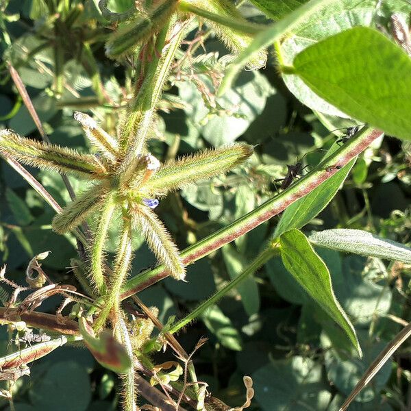 Calopogonium mucunoides Hedelmä