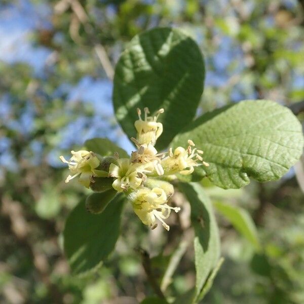 Cordia monoica অন্যান্য