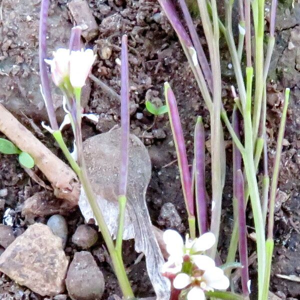 Cardamine hirsuta Φρούτο