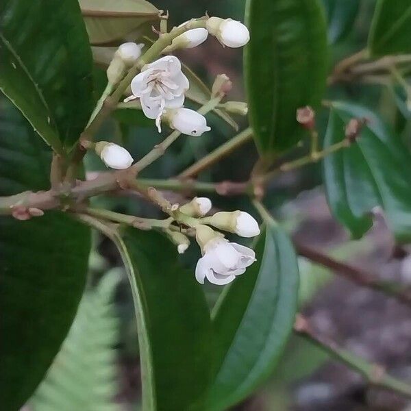 Miconia stenostachya Flower