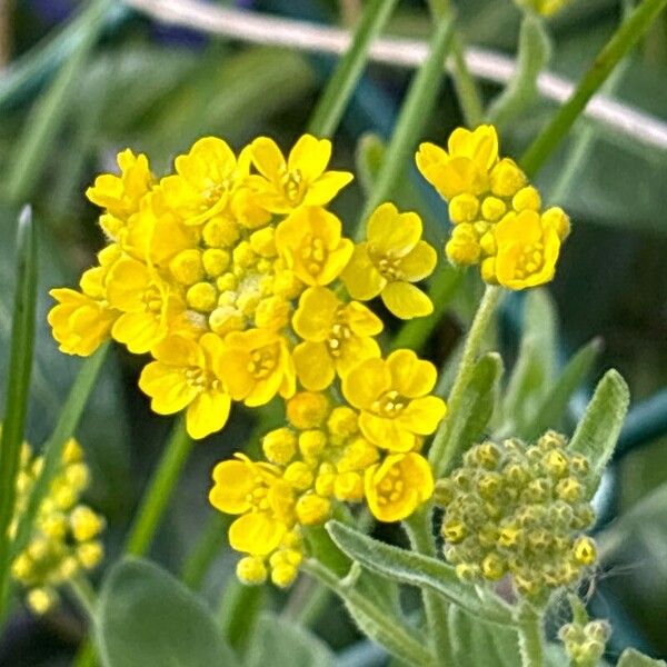 Aurinia saxatilis Flower