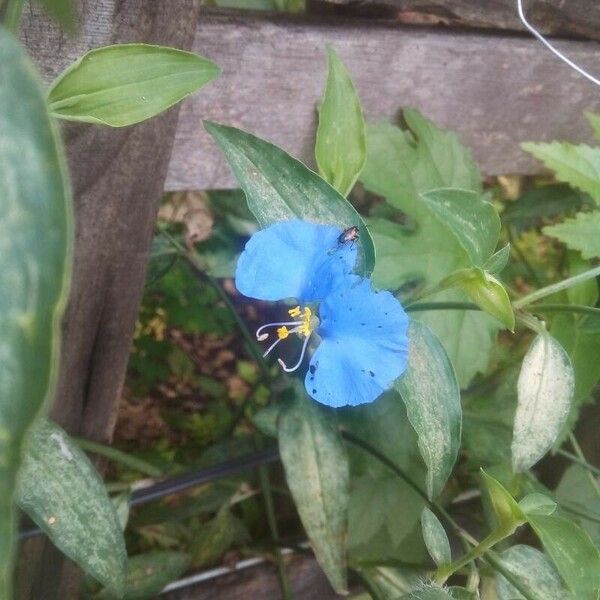 Commelina erecta Fleur