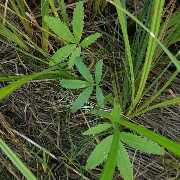 Comarum palustre Leaf