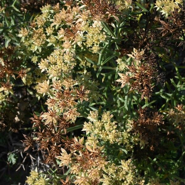 Echinophora spinosa Flower