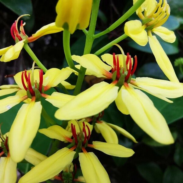 Tristellateia australasiae Flor