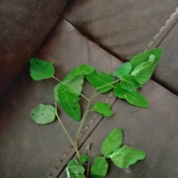 Desmodium paniculatum Feuille