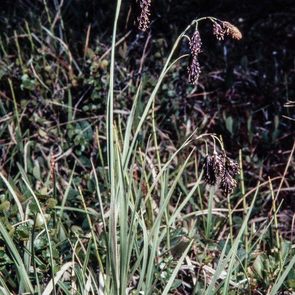 Carex atrofusca 整株植物
