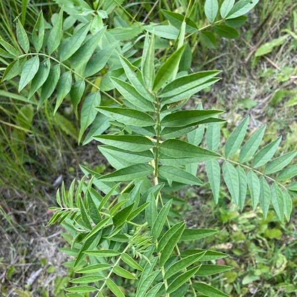 Glycyrrhiza lepidota Blad