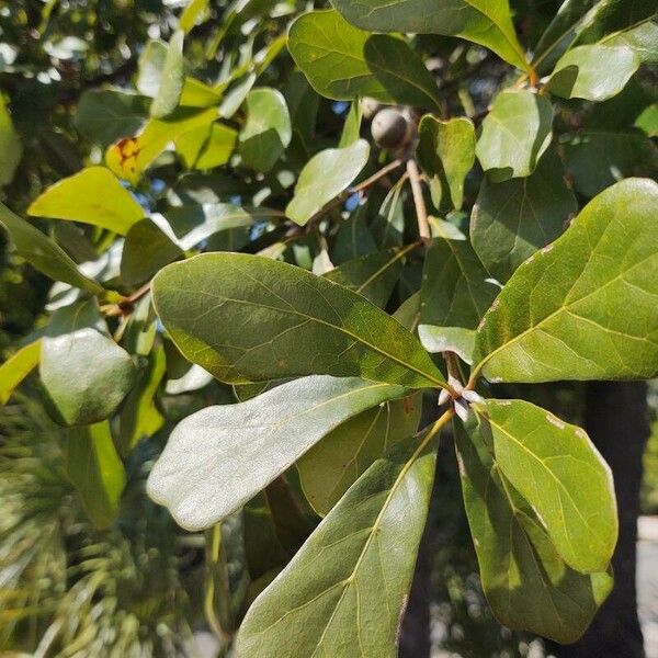 Quercus nigra Leaf