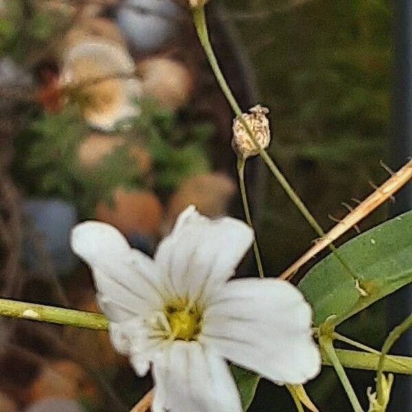 Gypsophila elegans Кветка