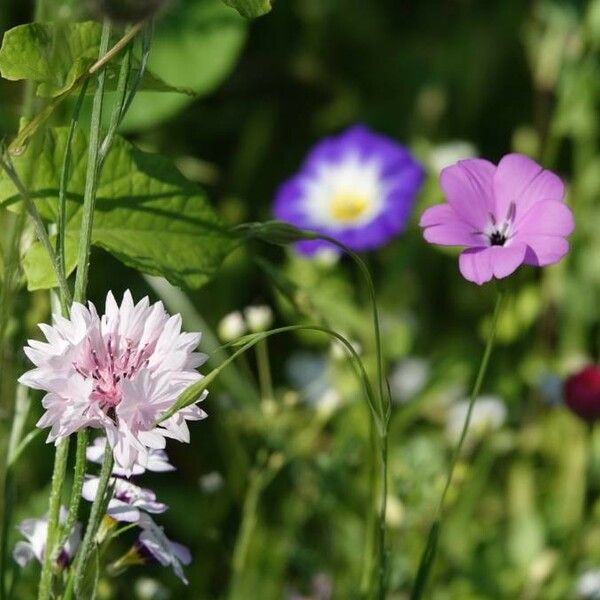 Agrostemma githago Blüte