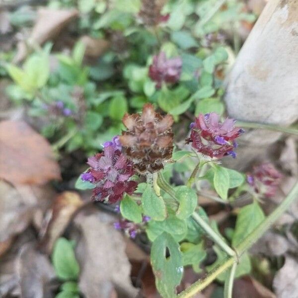 Prunella vulgaris Blomma