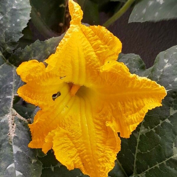 Cucurbita moschata 花