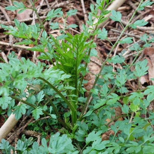 Cardamine impatiens Feuille