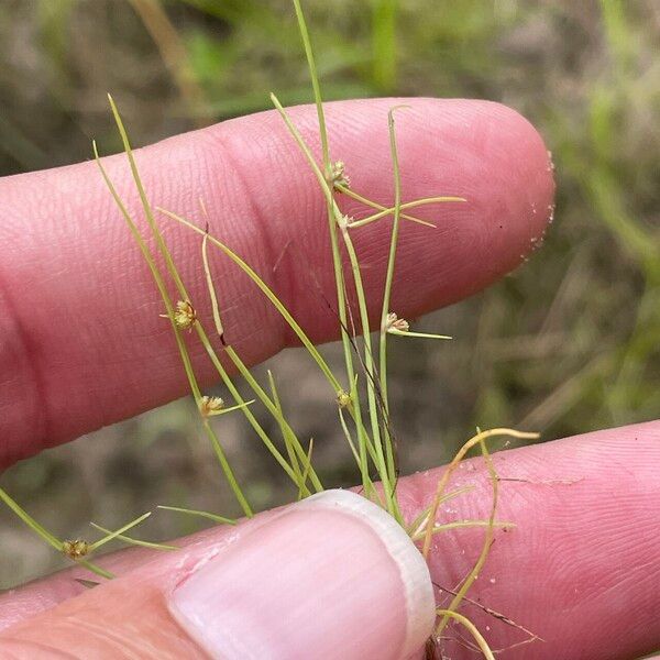 Cyperus subsquarrosus 花