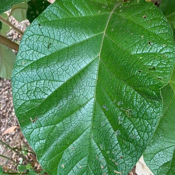 Solanum cernuum Leaf