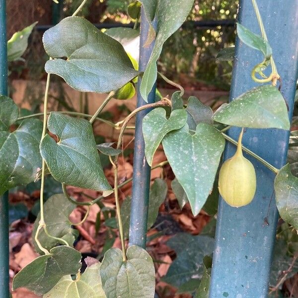 Aristolochia sempervirens موطن