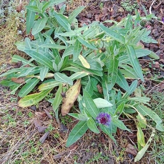 Centaurea triumfettii 形态