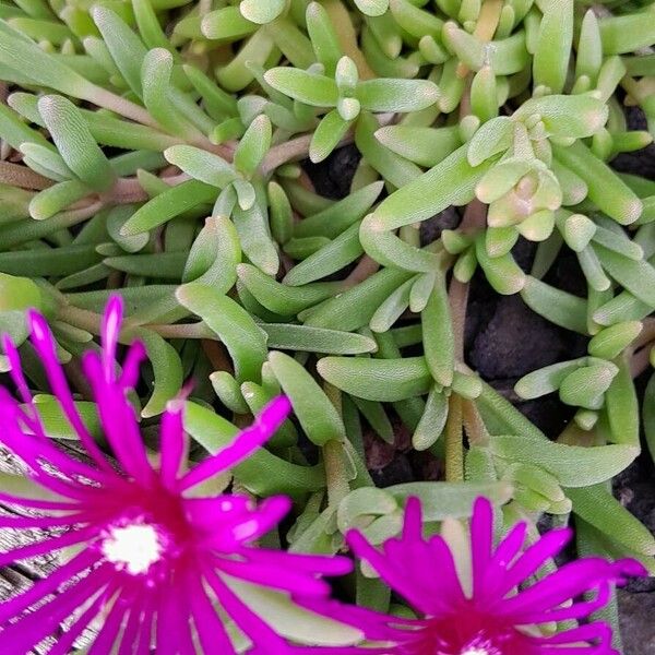 Delosperma cooperi Blomst