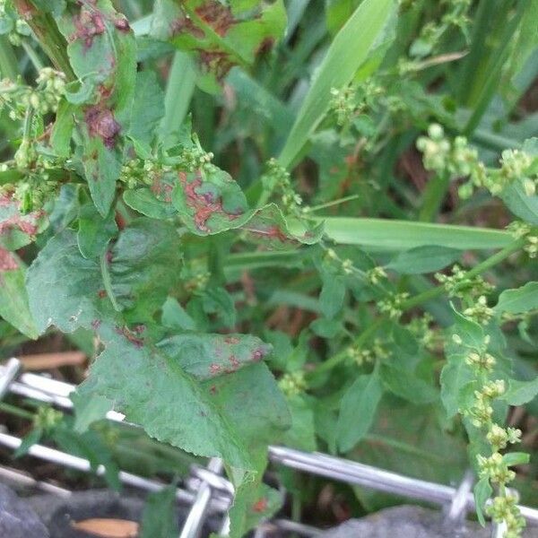 Rumex conglomeratus برگ