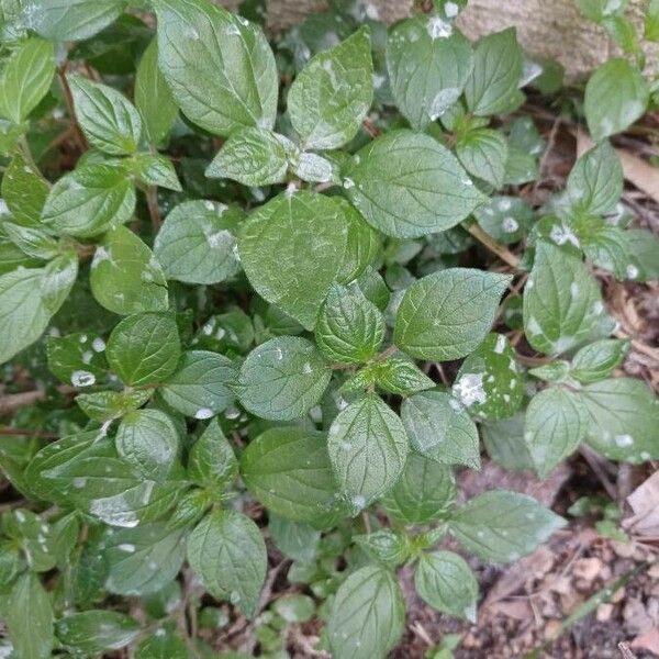 Parietaria lusitanica Feuille