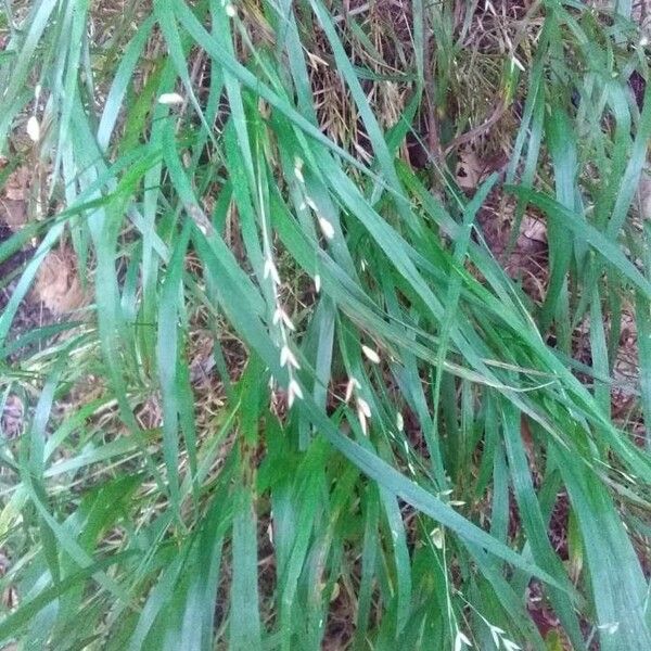 Melica uniflora Flower