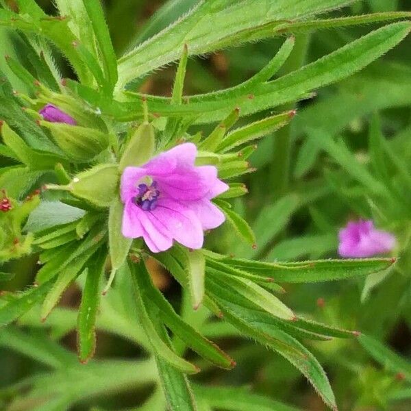 Geranium dissectum Květ