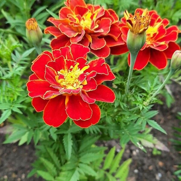 Tagetes patula Žiedas