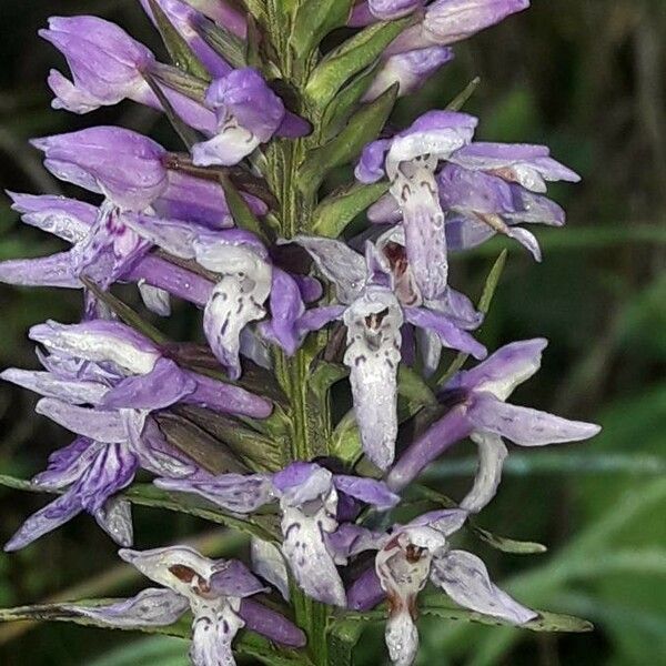 Dactylorhiza fuchsii 花