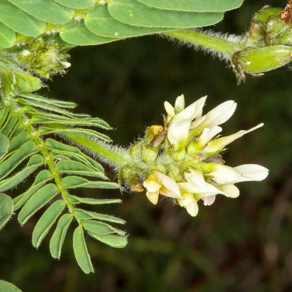 Astragalus boeticus Virág