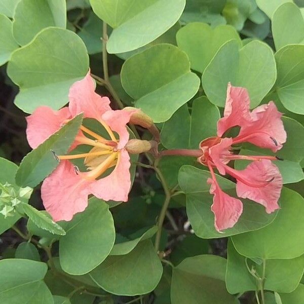 Bauhinia galpinii Flower